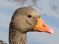 Greylag Goose (Head, Beak & Eyes) - pic by Nigel Key