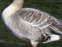 Bean Goose (Breast & Body) - pic by Nigel Key