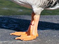 Bean Goose (Legs & Feet) - pic by Nigel Key