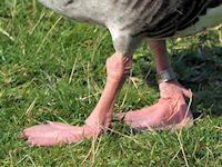 Greylag Goose (Legs & Feet) - pic by Nigel Key