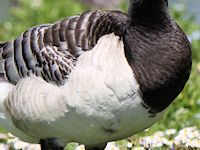 Barnacle Goose (Breast & Body) - pic by Nigel Key