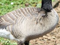 Canada Goose (Breast & Body) - pic by Nigel Key