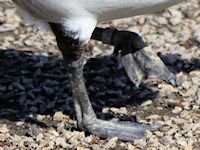 Barnacle Goose (Legs & Feet) - pic by Nigel Key