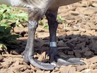 Canada Goose (Legs & Feet) - pic by Nigel Key