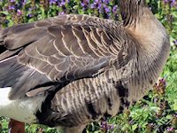 White-Fronted Goose (Breast & Body) - pic by Nigel Key