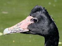 Magpie Goose (Head, Beak & Eyes) - pic by Nigel Key