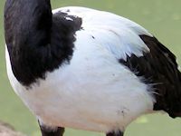 Magpie Goose (Breast & Body) - pic by Nigel Key