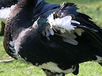 Spur-Winged Goose (Breast & Body) - pic by Nigel Key
