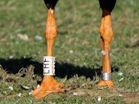 Magpie Goose (Legs & Feet) - pic by Nigel Key