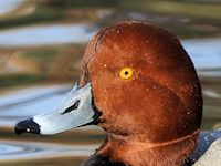 Redhead (Head, Beak & Eyes) - pic by Nigel Key