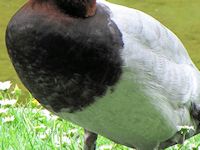 Pochard (Breast & Body) - pic by Nigel Key