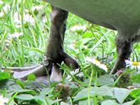 Pochard (Legs & Feet) - pic by Nigel Key