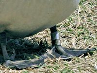 Ring-Necked Duck (Legs & Feet) - pic by Nigel Key