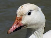 Snow Goose (Head, Beak & Eyes) - pic by Nigel Key