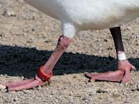Ross's Goose (Legs & Feet) - pic by Nigel Key