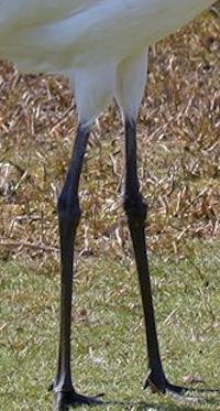 Red-Crowned Crane (Legs & Feet) - pic by Nigel Key