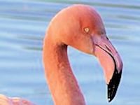 Greater Flamingo (Bill & Eyes) - pic by Nigel Key