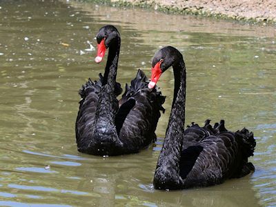 Black Swan (WWT Slimbridge June 2014) - pic by Nigel Key