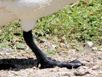 Whistling Swan (Legs) - pic by Nigel Key