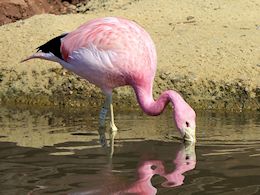 Andean Flamingo (WWT Slimbridge May 2014) - pic by Nigel Key