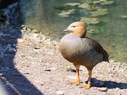 Ruddy-Headed Goose (WWT Slimbridge  20) - pic by Nigel Key