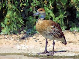 West Indian Whistling Duck (WWT Slimbridge July 2013) - pic by Nigel Key