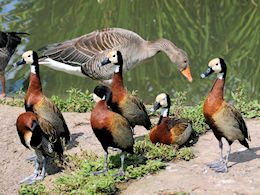 White-Faced Whistling Duck (WWT Slimbridge August 2009) - pic by Nigel Key