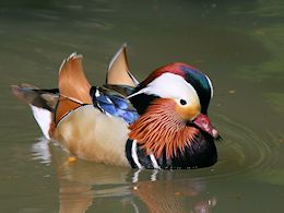 Mandarin Duck (WWT Slimbridge  20) - pic by Nigel Key