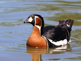 Red-Breasted Goose (WWT Slimbridge June 2015) - pic by Nigel Key
