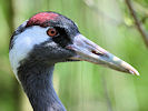 Eurasian Crane (WWT Slimbridge 22/04/10) ©Nigel Key