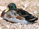 Rouen Duck (WWT Slimbridge 22/04/10) ©Nigel Key