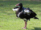 Spur-Winged Goose (WWT Slimbridge 25/03/11) ©Nigel Key