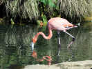 Greater Flamingo (WWT Slimbridge 26/05/12) ©Nigel Key