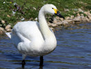Bewick's Swan (WWT Slimbridge 26/05/12) ©Nigel Key