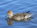 Northern Pintail (WWT Slimbridge October 2012) - pic by Nigel Key