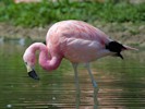 Andean Flamingo (WWT Slimbridge 28/07/12) ©Nigel Key