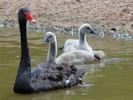 Black Swan (WWT Slimbridge 28/07/12) ©Nigel Key