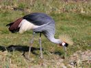 Grey-Crowned Crane (WWT Slimbridge 06/04/13) ©Nigel Key