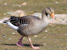 Greylag Goose (WWT Slimbridge 06/04/13) ©Nigel Key