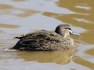 Pacific Black Duck (WWT Slimbridge 06/04/13) ©Nigel Key
