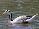 Bar-Headed Goose (WWT Slimbridge 06/07/13) ©Nigel Key
