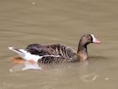 Lesser White-Fronted Goose (WWT Slimbridge July 2013) - pic by Nigel Key