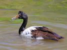 Magpie Goose (WWT Slimbridge 06/07/13) ©Nigel Key