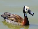 White-Faced Whistling Duck (WWT Slimbridge July 2013) - pic by Nigel Key