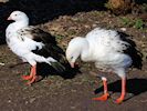 Andean Goose (WWT Slimbridge March 2014) - pic by Nigel Key