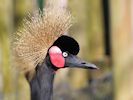 Black-Crowned Crane (WWT Slimbridge March 2014) - pic by Nigel Key