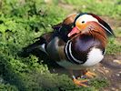 Mandarin Duck (WWT Slimbridge March 2014) - pic by Nigel Key