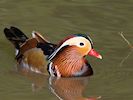 Mandarin Duck (WWT Slimbridge March 2014) - pic by Nigel Key