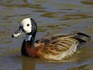 White-Faced Whistling Duck (WWT Slimbridge March 2014) - pic by Nigel Key