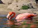 American Flamingo (WWT Slimbridge May 2014) - pic by Nigel Key
